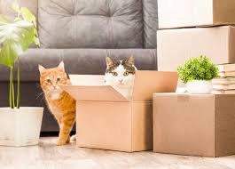 Cats and Moving Home Trusted Tips for Smooth Relocation