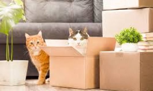 cats and moving home